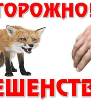 Осторожно! Бешенство!