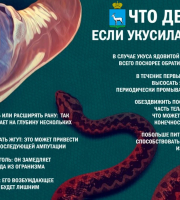 Осторожно, змеи! Как обезопасить себя на природе?