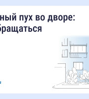 Что делать, если двор заполонил тополиный пух