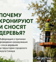 О кронировании и сносе деревьев в Самаре