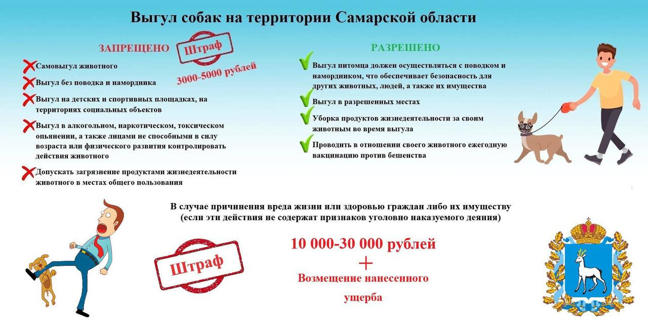 Основные правила выгула собак в Самарской области. #1