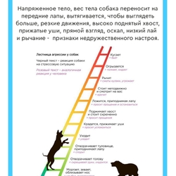 Памятка по обращению населения с животными без владельцев #4