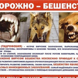 Осторожно! Бешенство! #1