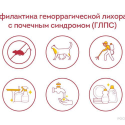 В целях профилактики геморрагической лихорадки с почечным синдромом (ГЛПС) #1