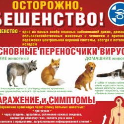 ВНИМАНИЮ НАСЕЛЕНИЯ! ПРОФИЛАКТИКА БЕШЕНСТВА! #1