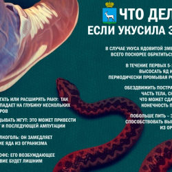 Осторожно, змеи! Как обезопасить себя на природе? #1