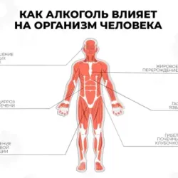 Влияние алкоголя на органы: что нужно знать каждому #1