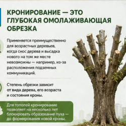 О кронировании и сносе деревьев в Самаре #3