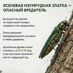О кронировании и сносе деревьев в Самаре #5