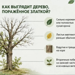 О кронировании и сносе деревьев в Самаре #6